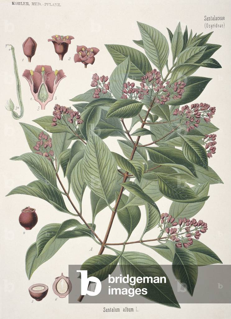 Santalum album