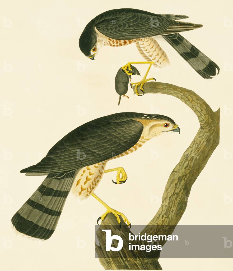 "Accipiter striatus" 1827 di John James Audubon