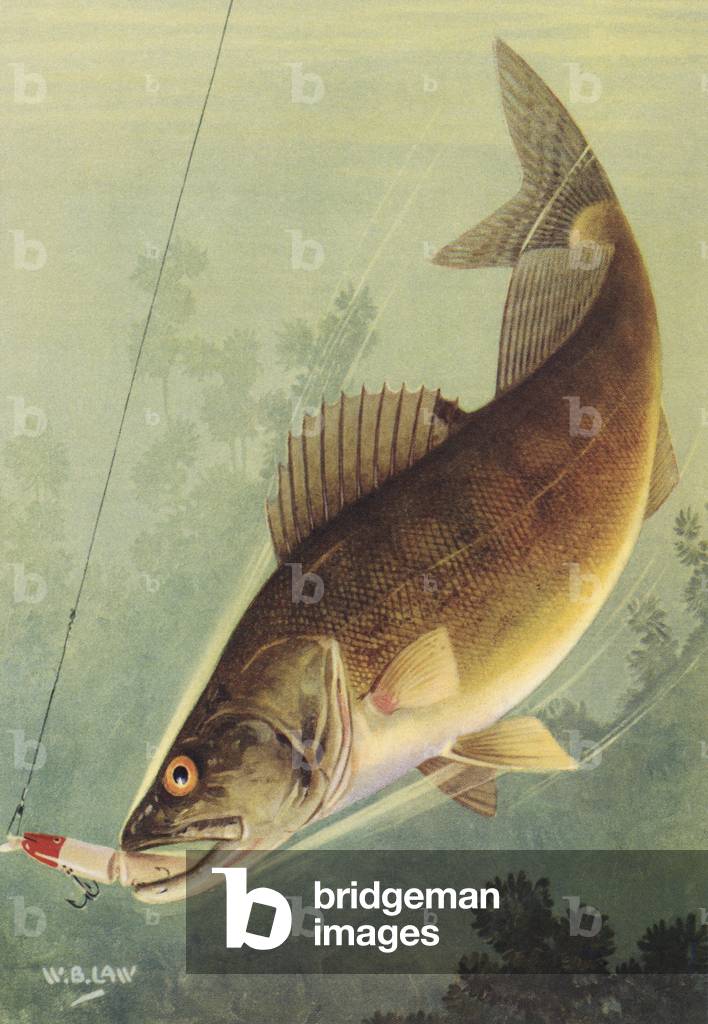 Pesca sportiva: Walleye Striking a Lure, 1950 (colore lito)