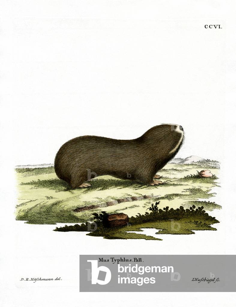 Große Maulwurf-Ratte (farbige Gravur)