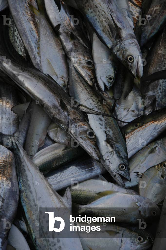 Immagine di Fotografia "Pesci pescati dai pescatori della baia di Arugam sull'Oceano Indiano"