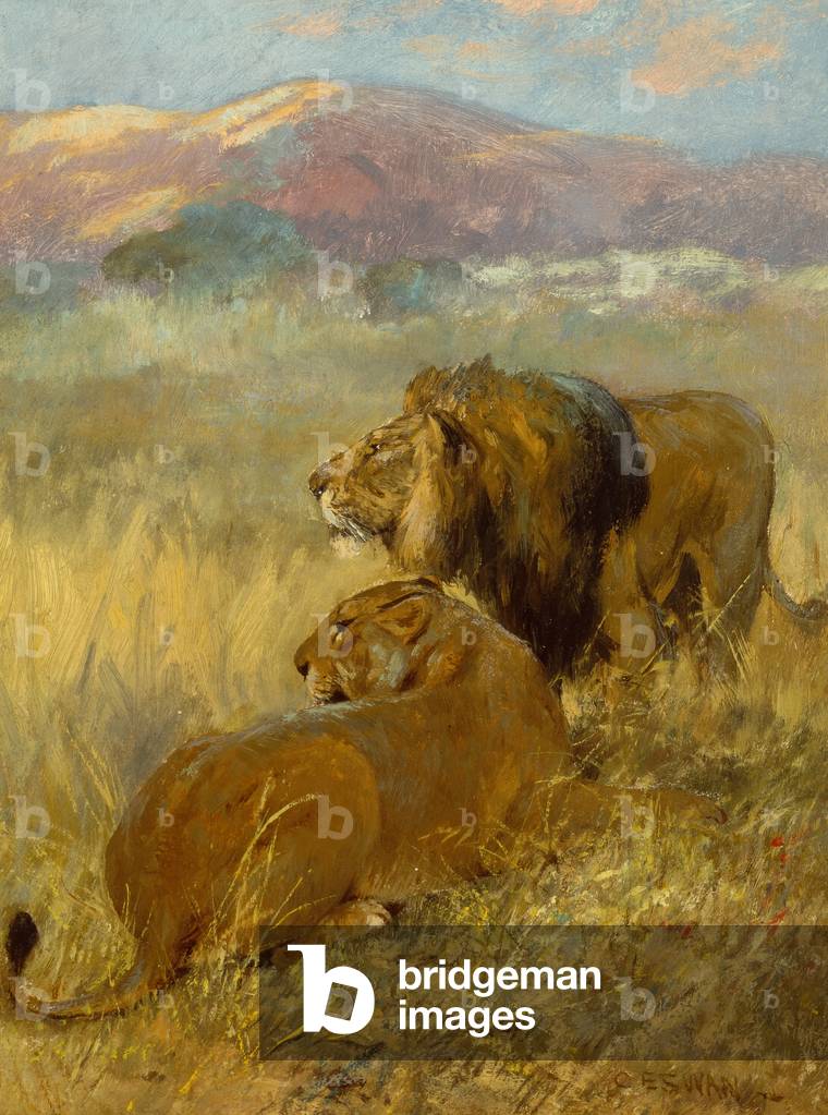 Bild von Gemälde "Ein Löwe und eine Löwin schützen ihr Revier (Öl an Bord)" 1901 von Cuthbert Edmund Swan