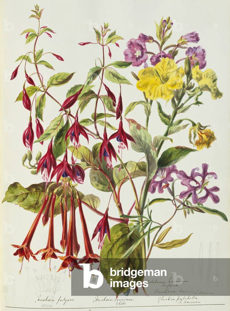 Diverses fleurs