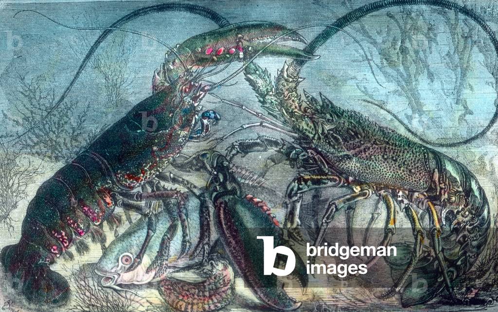 Lobster and crayfish