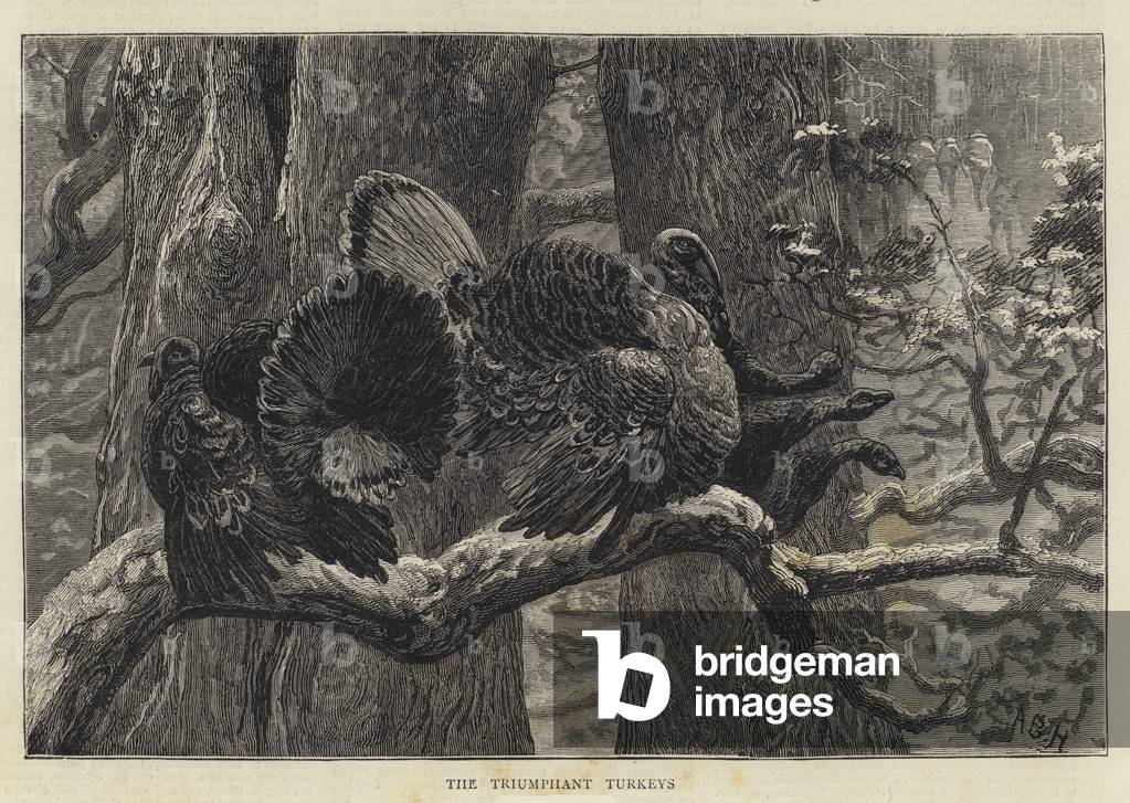 I tacchini trionfanti (incisione)