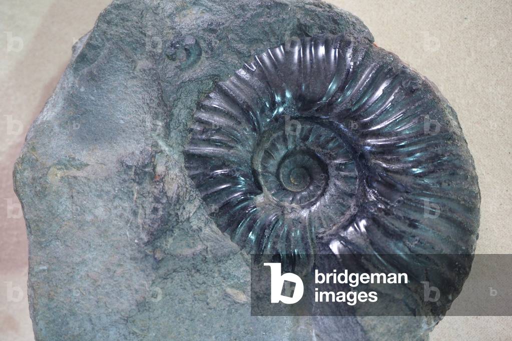 «Città Bianca», Musée des fossils, amonite fossile, Levya, Colombia (foto)