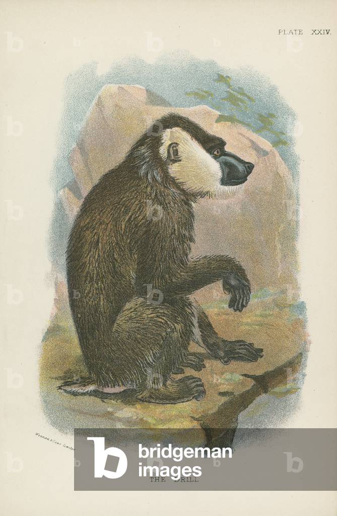 The Drill (colour litho)