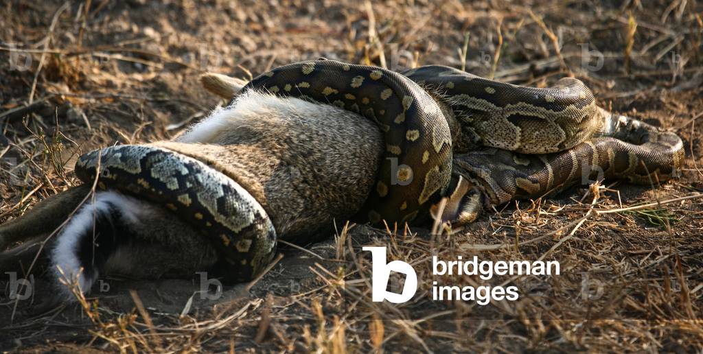 Image of Photography depicting Python & Hare by Lorna Buchanan-Jardine
