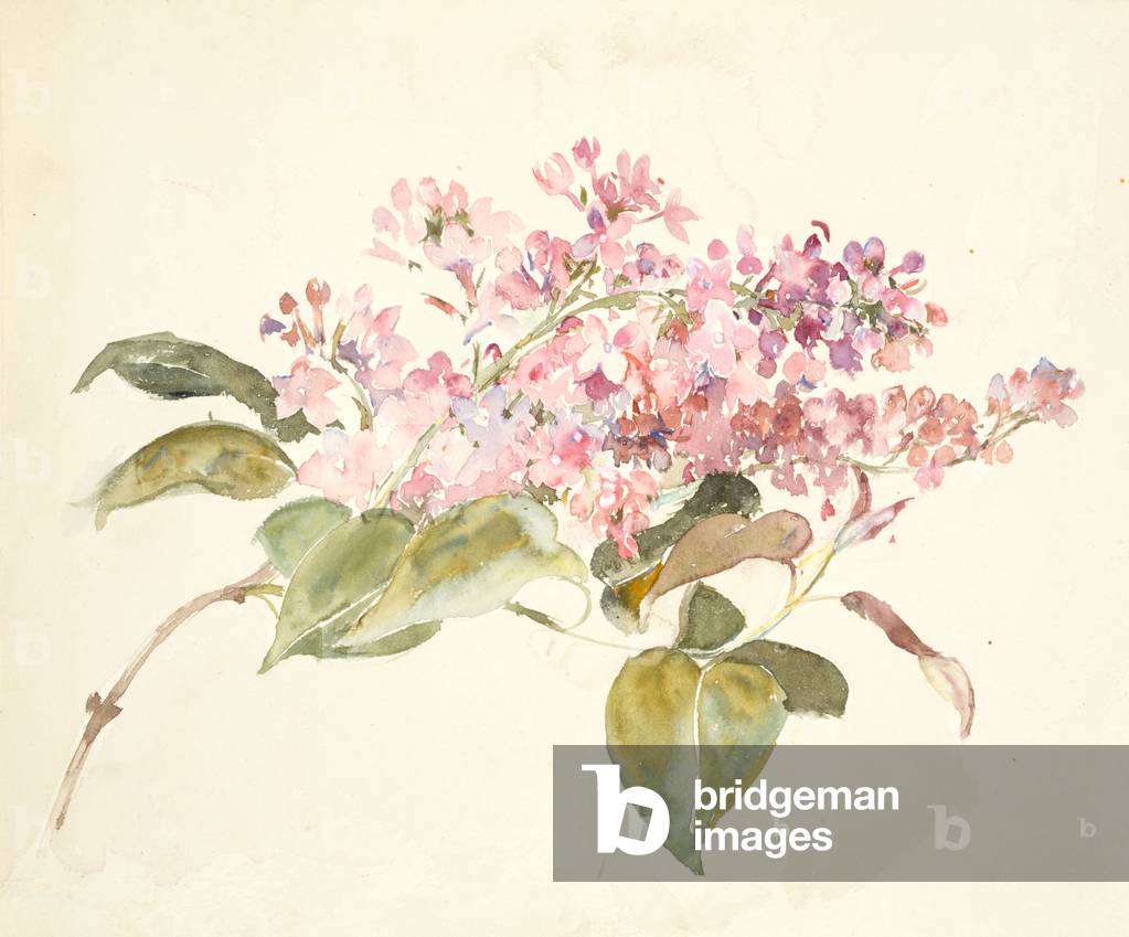 Immagine di Dipinto "Fiori rosa (w/c su carta tessuta)" 1801 di Barbara Leigh Smith Bodichon