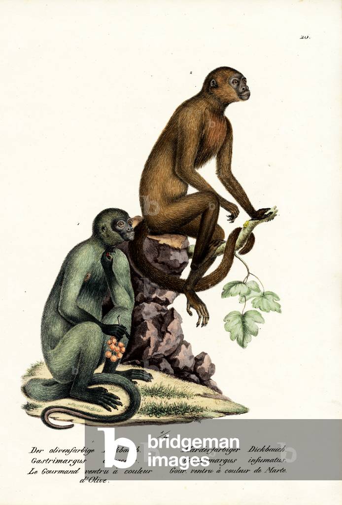 Capuchin 1824 by Karl Joseph Brodtmann
