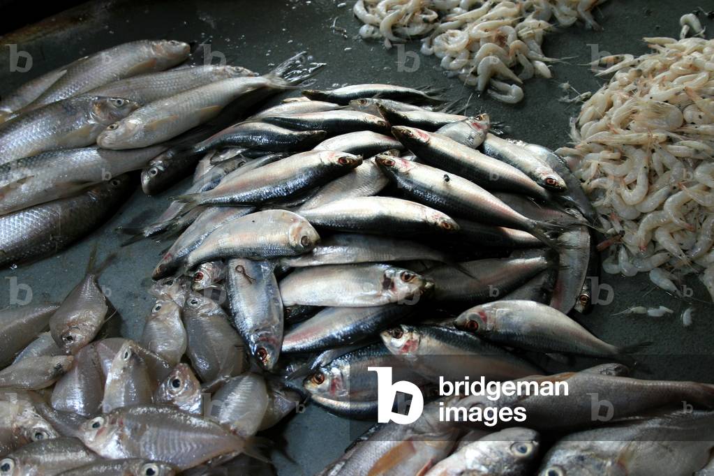 Immagine di Fotografia "Zhatka Hilsha Fish è apertamente venduto nel mercato della città. Questo piccolo pesce