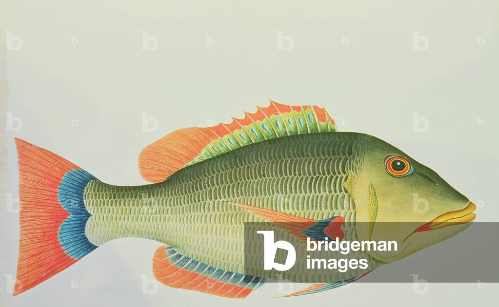 Image of Ein Schnapper von der Norfolkinsel im Südpazifik, 1790 (w/c ...