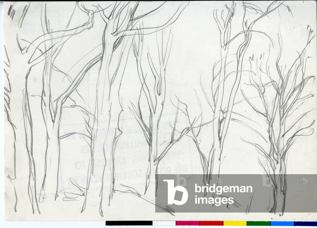 Immagine di Disegno "Tree Trunks - Sketch" 1920 di William George Gillies