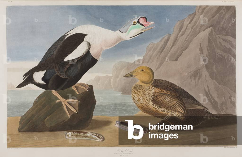 Illustration von 'Birds of America', 1827-38 (handkolorierte Gravur & Aquatinte)