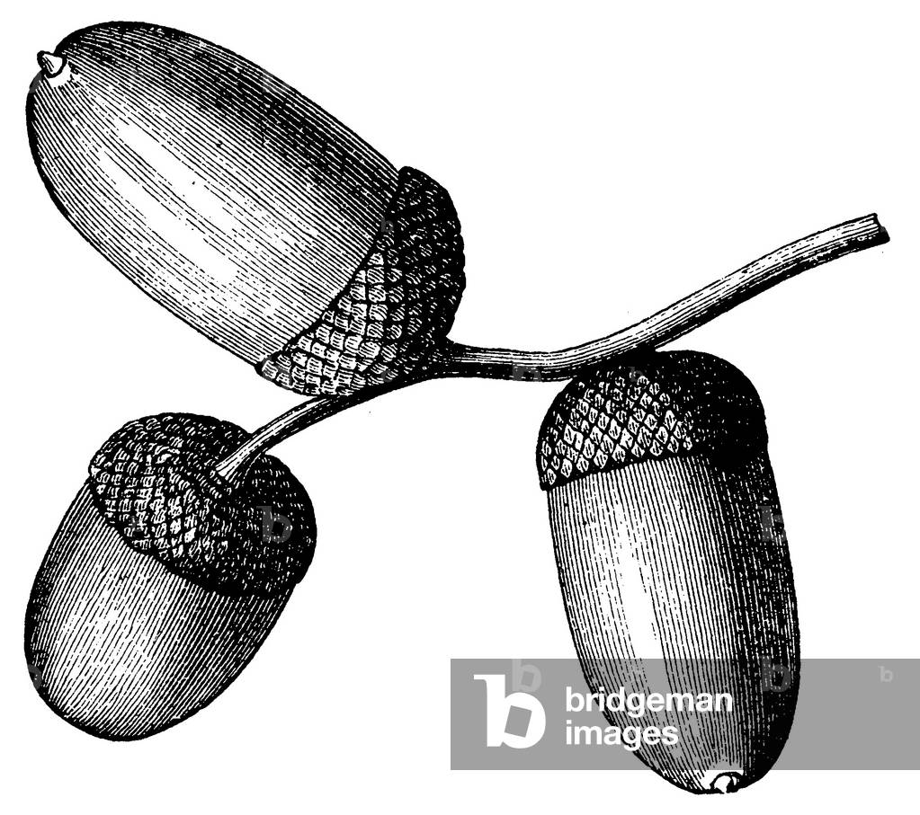 Immagine di Incisione "Rovere: frutta", b/w