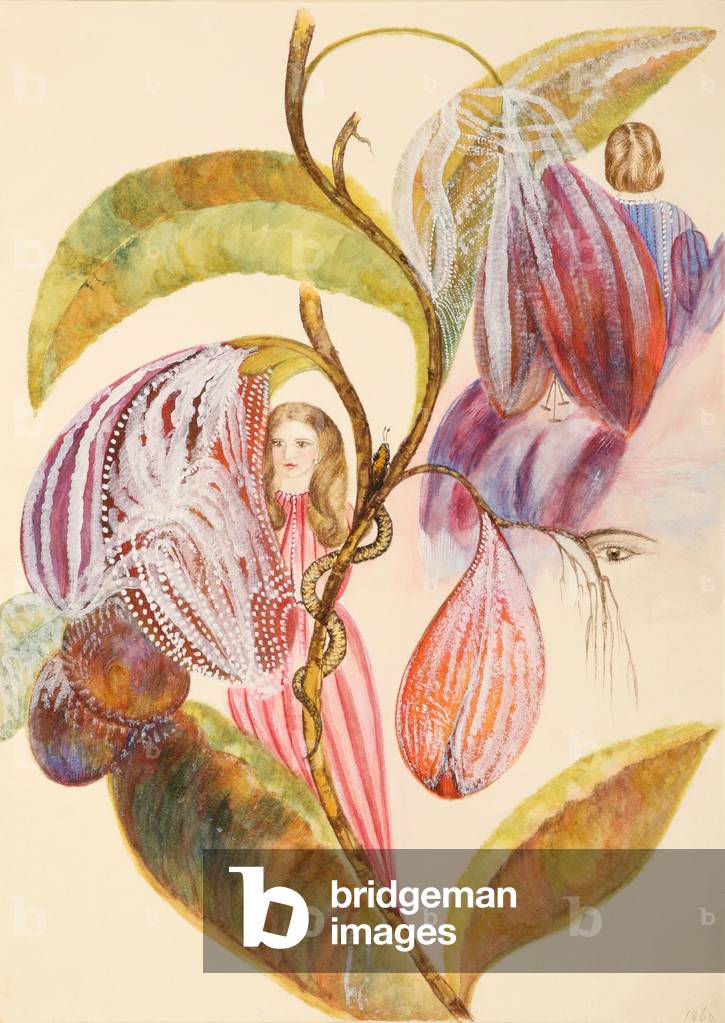 Image of Drawing depicting Album Page XVII 1864 by Barbara Honywood