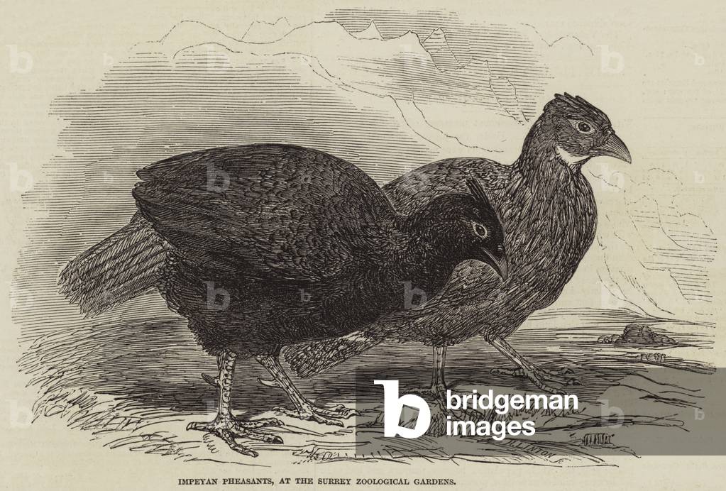 Impeyan Fasane, am Surrey Zoological Gardens (Gravur)