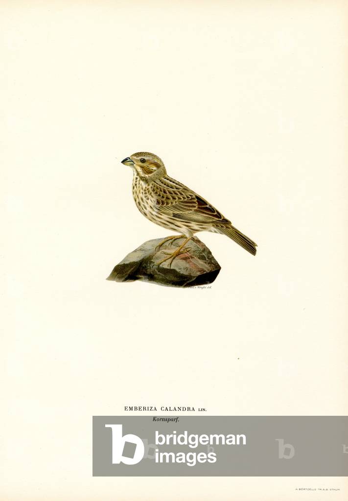 Corn Bunting (colour litho) by Ferdinand Wright, b/w