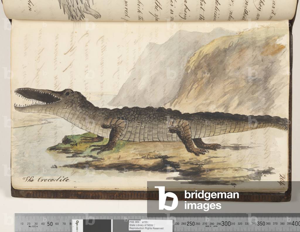 "Pagina 204. Il coccodrillo" 1810 di Kenelm Henry Digby, b/w
