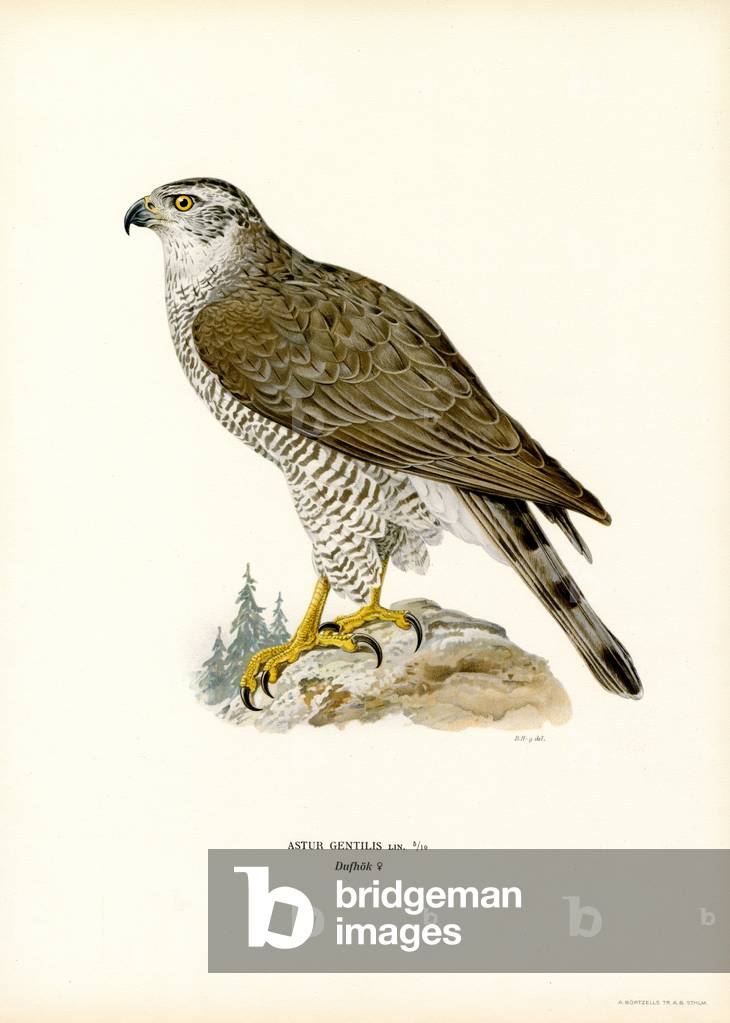 Northern Goshawk (colour litho) by Ferdinand Wright