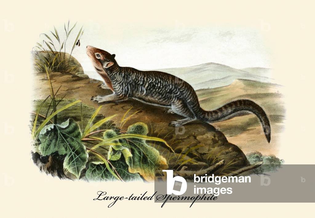Large-tailed Spermophile