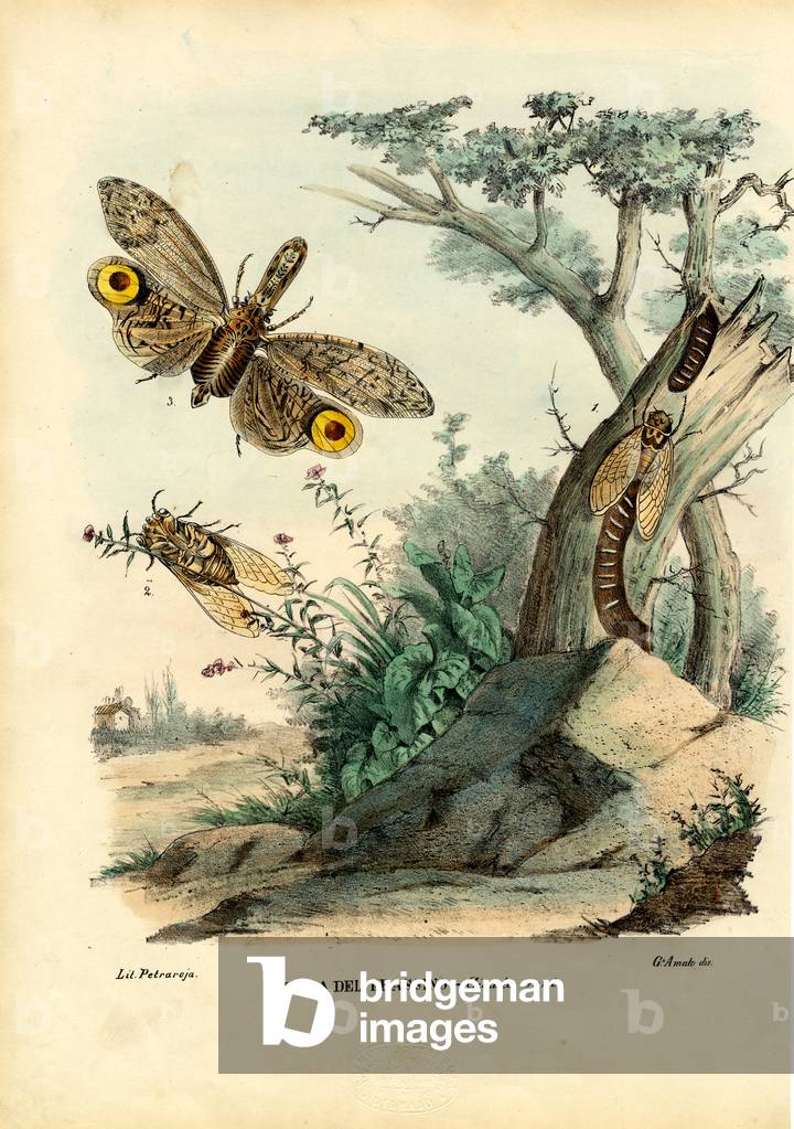 Bild von Druck "Erdnusskopf-Käfer", 1863-79 von Raimundo Petraroja