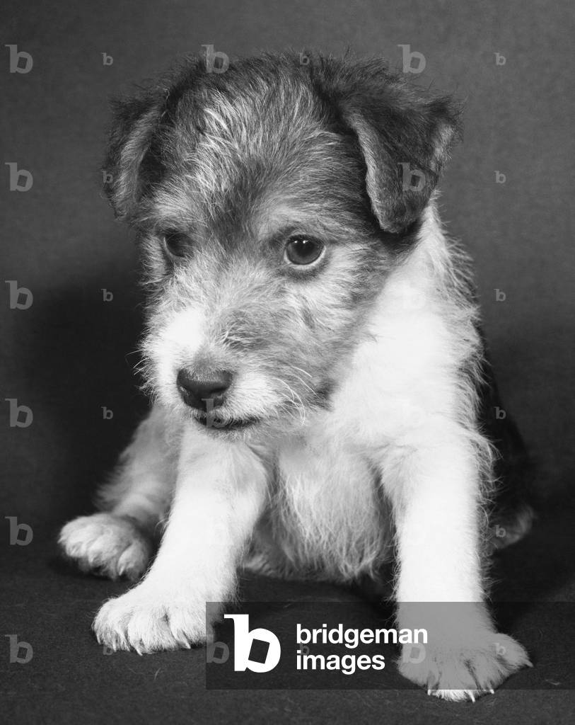 Immagine di Fotografia "Inquadratura ravvicinata di un cucciolo", b/w