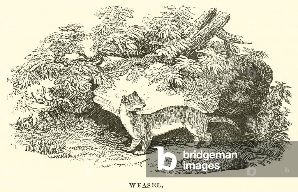 Weasel (gravure) par English School, b/w