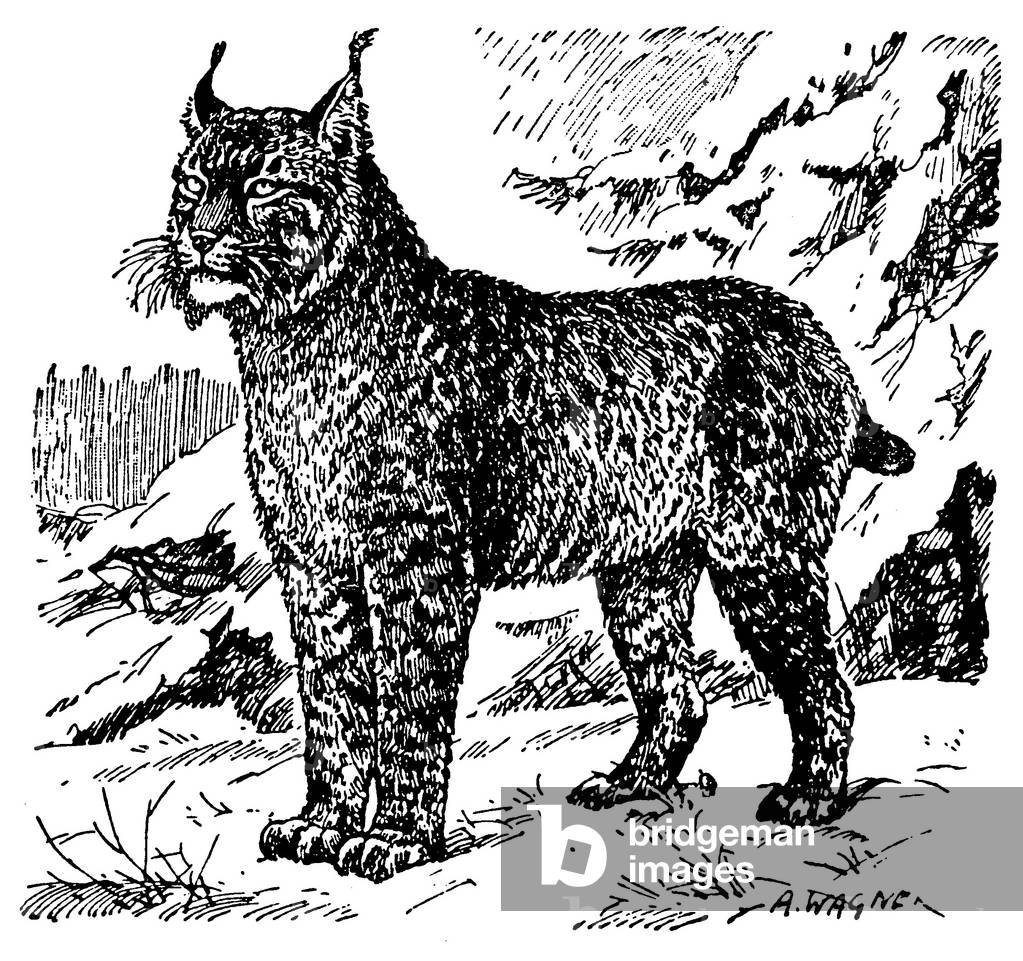 Immagine di Incisione "Lynx", b/w