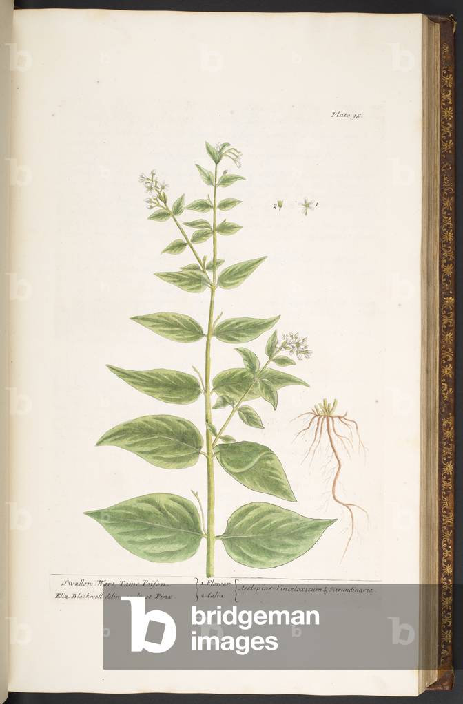 Immagine di Incisione "Tavola 96" 1737 di Elizabeth Blackwell