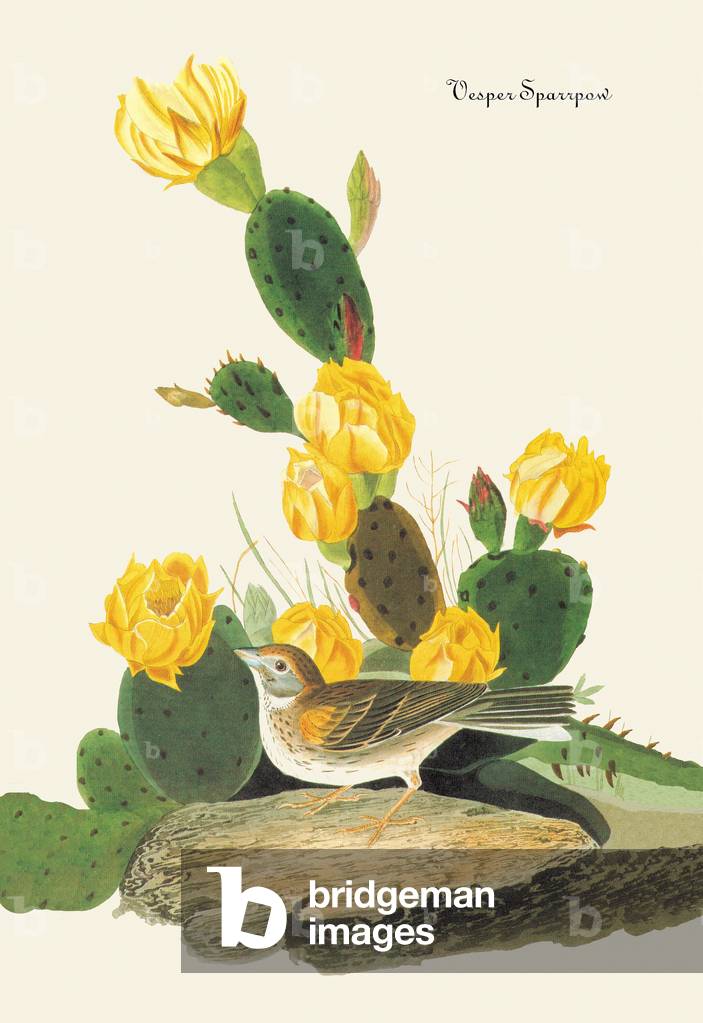 Vesper Sparrow (disegno)