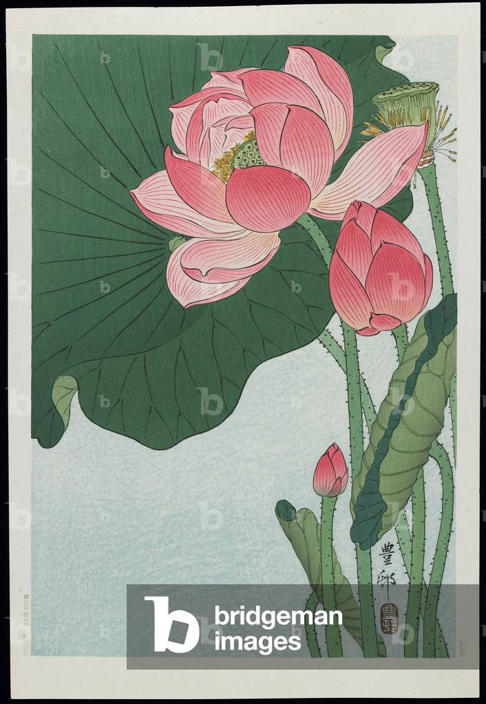 Bild von Druck "Lotus", after 1926 von Ohara Koson