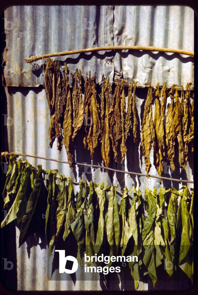 图像Tobacco string in the tobacco barn