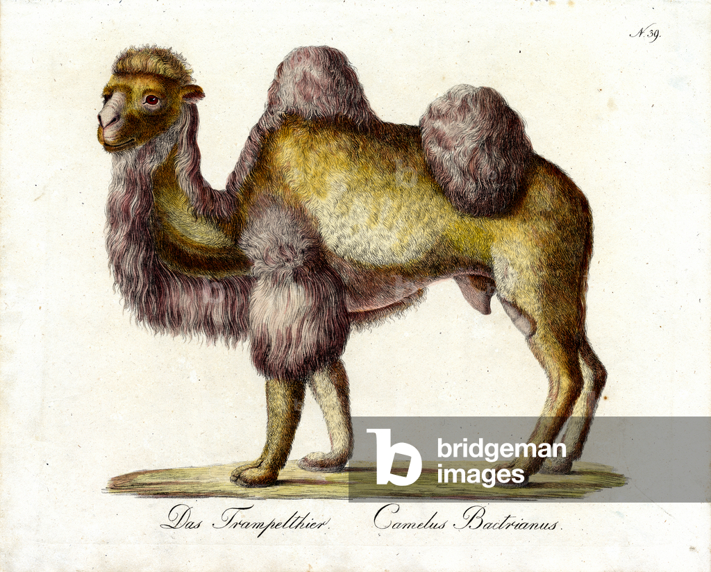 Image of Print depicting The Bactrian Camel (print) by Karl Joseph Brodtmann