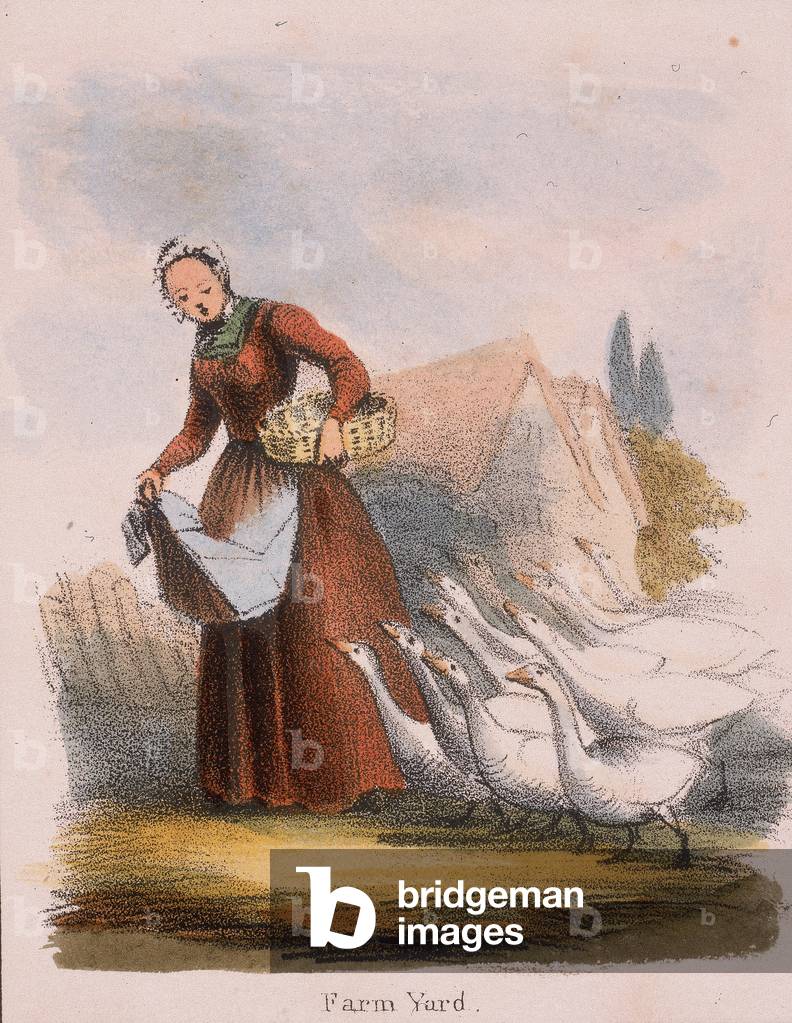 Gänsemädchen mit ihrem Vogelschwarm. Aus Graphic Illustrations of Animals and Their Utility to Man, London, um