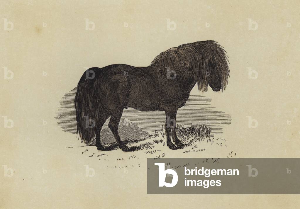 Shetland Pony (colour litho) by English Artist