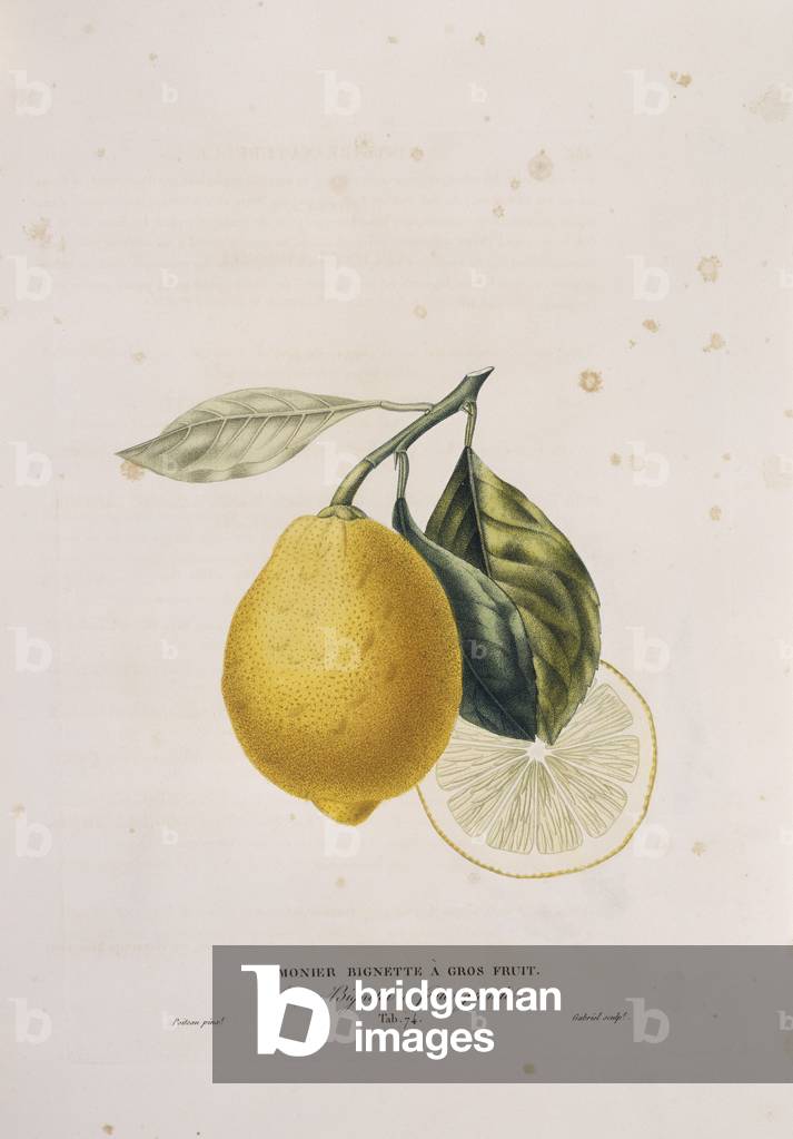 Zitruslimonum