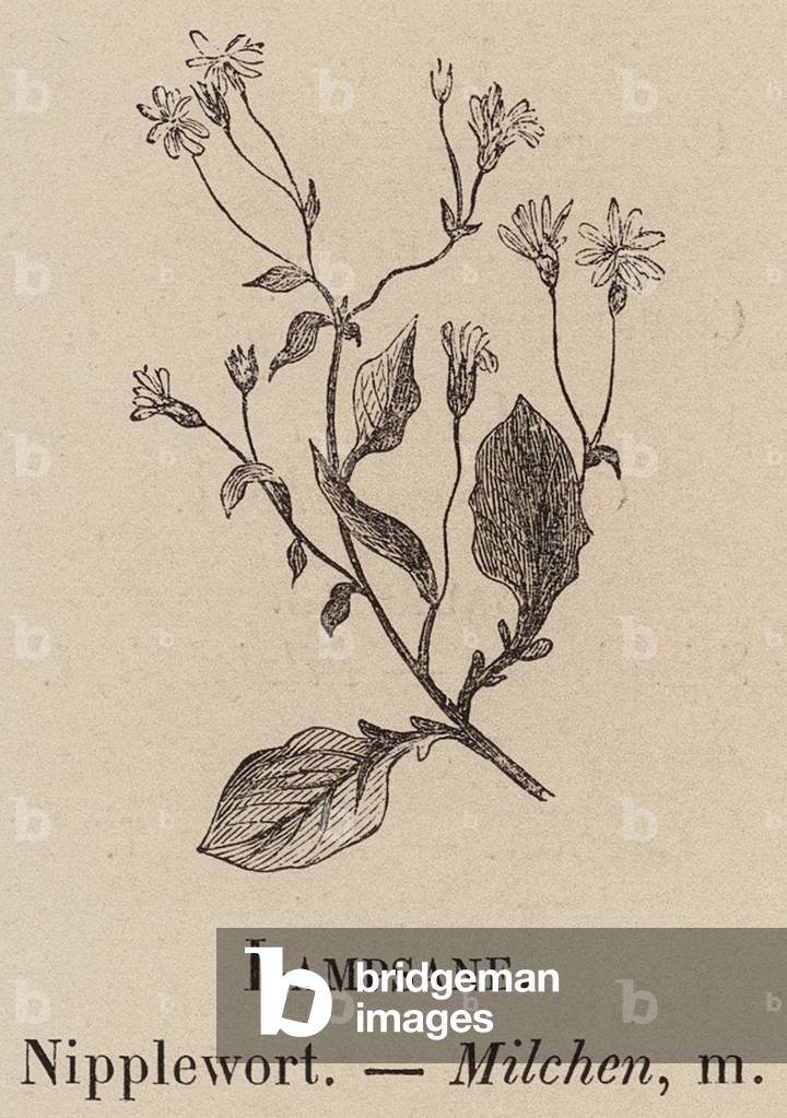"Le Vocabulaire Illustre: Lampsane; Nipplewort; Milchen (incisione)" 1873 di European School