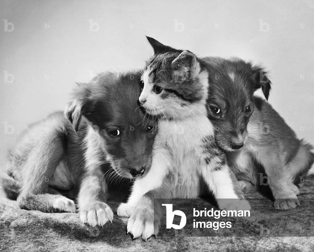 Image of Photography depicting Front view of two puppies with a kitten, b/w