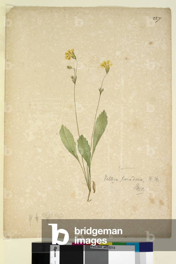 Seite 227. Velleia paradoxa, um 1803-06 (w/c, Stift, Tusche und Bleistift)