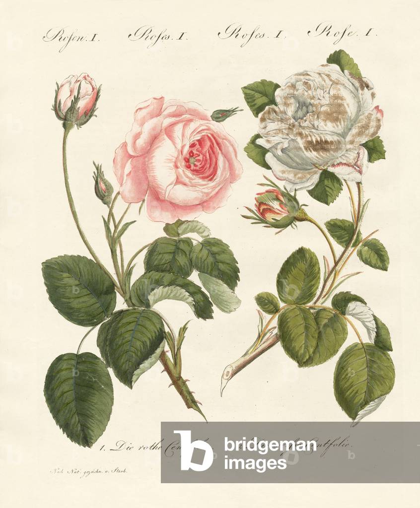 Image of Engraving depicting Kinds of roses (coloured engraving) by German Artist