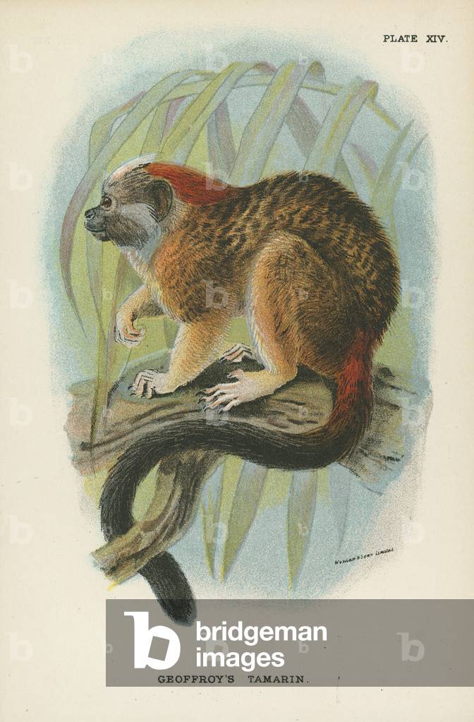 Tamarino di Geoffroy (colore lito)