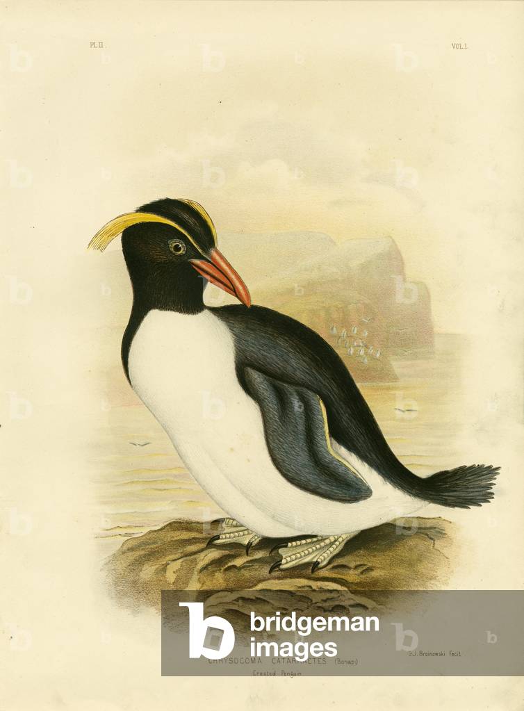 "Pinguino crestato", 1891 di Gracius Broinowski