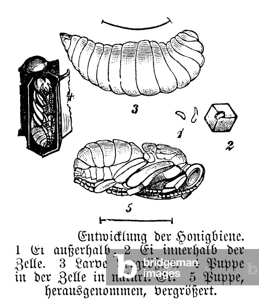 Sviluppo delle api mellifere