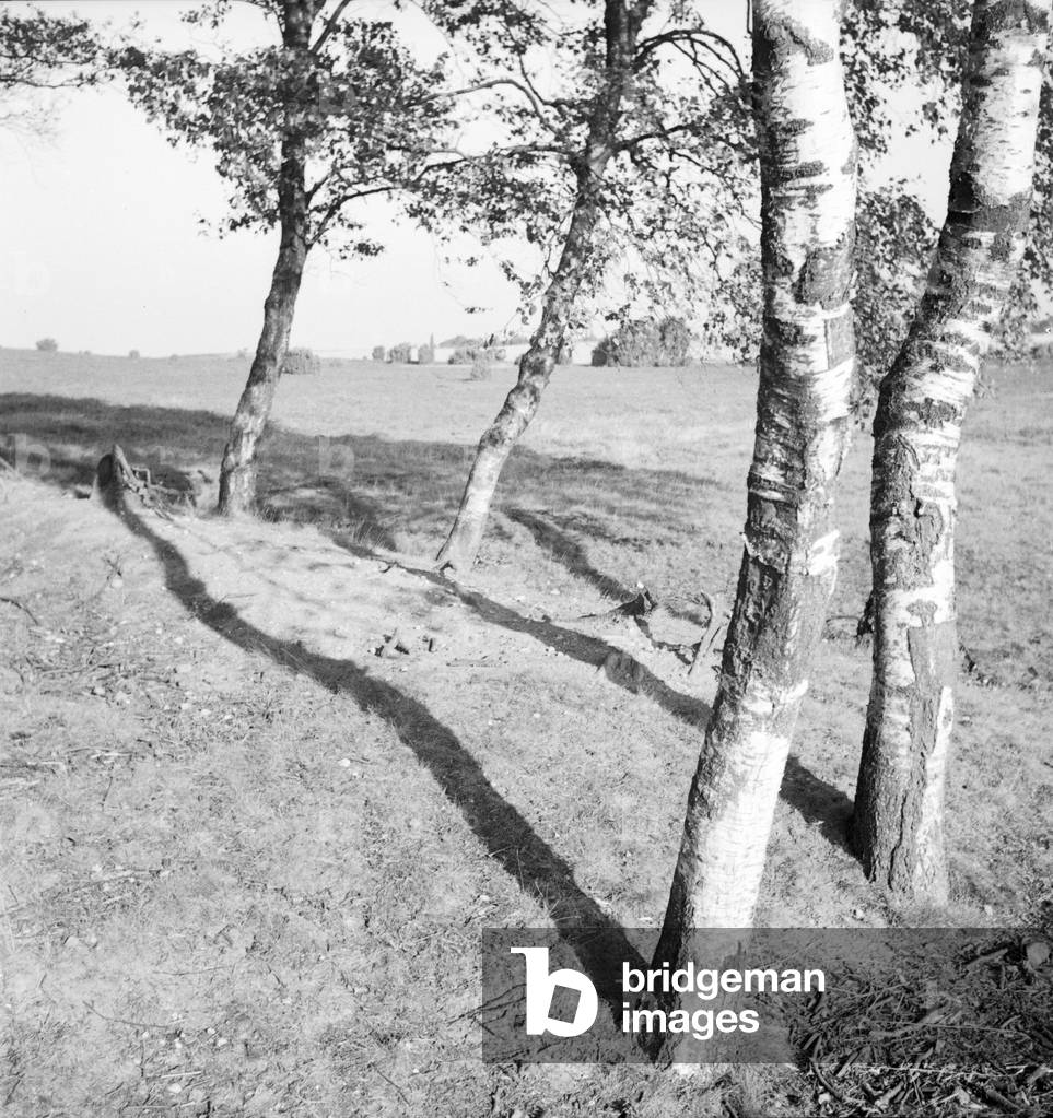 Birkenbäume an der Lüneburger Heide, 1930er Jahre (s/w Foto)