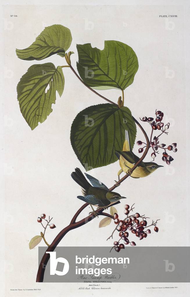 "Zwei Vögel. Farbillustration von Audubon; Pine Swamp Warbler."