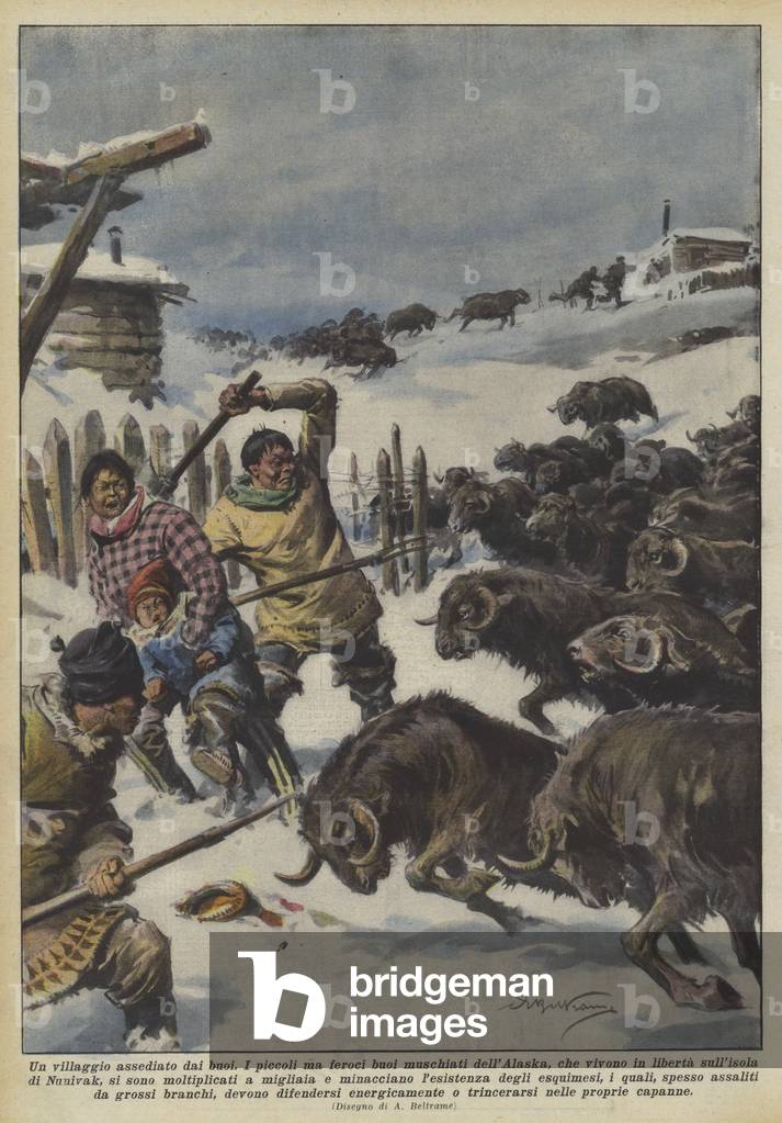 "Un villaggio assediato dai buoi (colour litho)" di Achille Beltrame