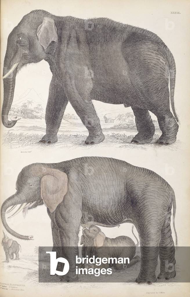 Bild von Gravur "Asiatischer Elefant oben als “E. Indikus”" 1835 von British School