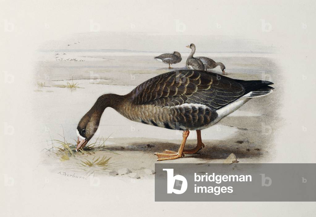 Immagine di Disegno "Un White-Fronted Oca" di Archibald Thorburn