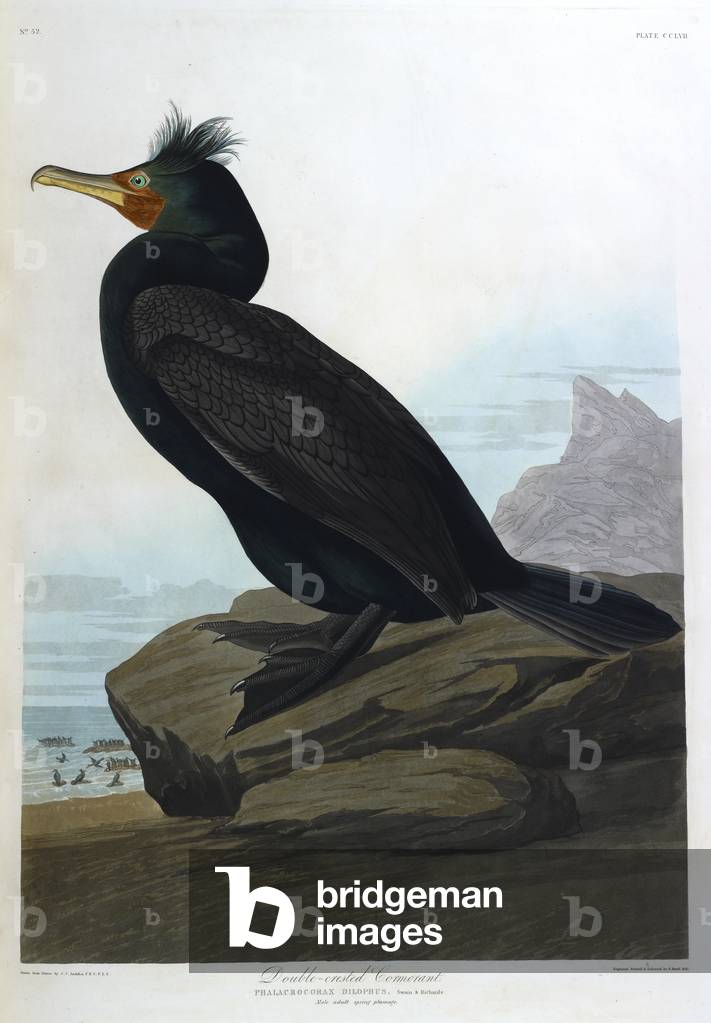"Un uccellino. Illustrazione a colori di Audubon; Cormorano a doppia cresta."